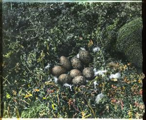 Image of Ptarmigan Nest with Eight Eggs
